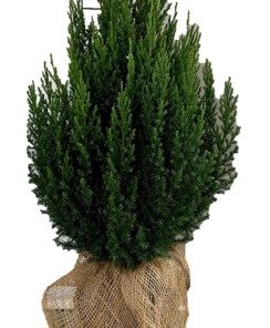 Juniperus Stricta - Kinaeiner 23 cm