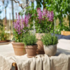 Salvia nemorosa - Steppesalvie 19 cm