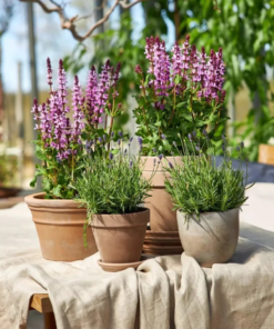 Salvia nemorosa - Steppesalvie 19 cm