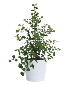 Ficus deltoidea - Triangelfiken 17 cm