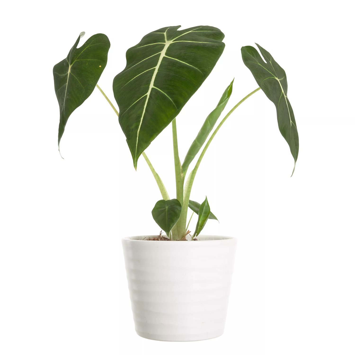Alocasia - Elefantøre 'Frydek' 12 cm