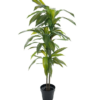 Dracaena