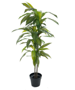 Dracaena