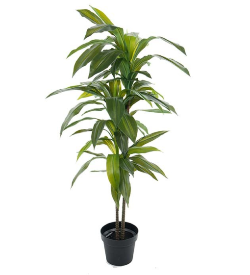 Dracaena