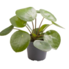 Pilea Peperomia mini