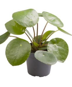 Pilea Peperomia mini