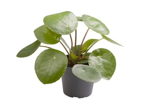 Pilea Peperomia mini