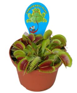 Dionaea Venus - Fluefanger 12 cm