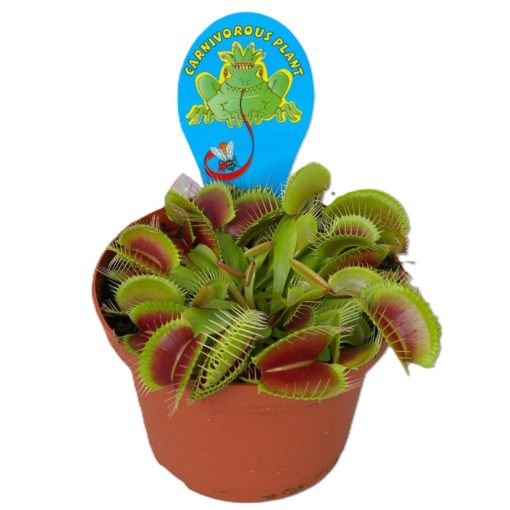 Dionaea Venus - Fluefanger 12 cm