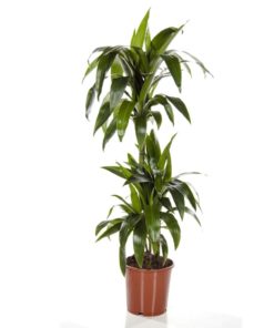 Dracaena - Draketre Janet Craig 21 cm 3 stam