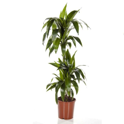 Dracaena - Draketre Janet Craig 21 cm 3 stam