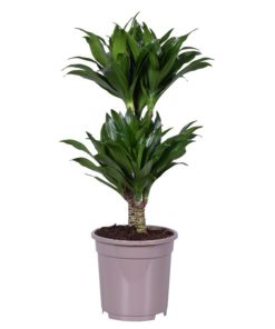 Dracaena Compacta - Draketre 17 cm top