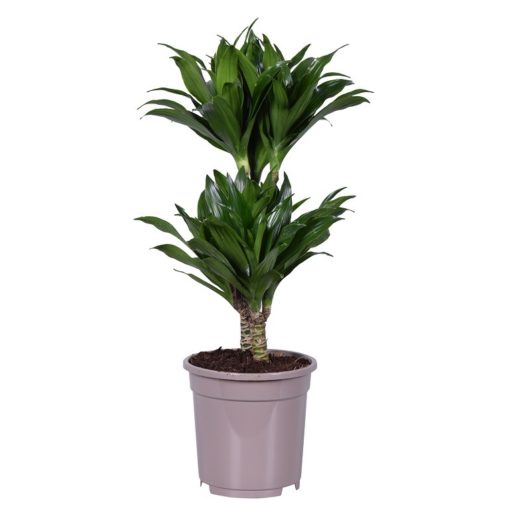 Dracaena Compacta - Draketre 17 cm top