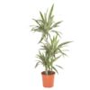 Dracaena Dermensis - Draketre Warneckii 21 cm 3 stam