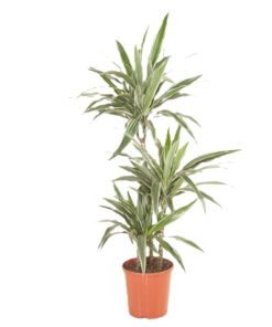 Dracaena Dermensis - Draketre Warneckii 21 cm 3 stam