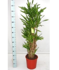 Dracaena Fragrans - Draketre Riki 27 cm 3 st.