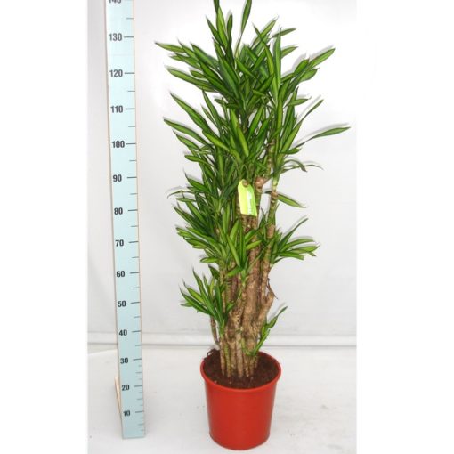 Dracaena Fragrans - Draketre Riki 27 cm 3 st.