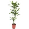 Dracaena Fragrans Cintho 3 stam - Draketre 24 cm