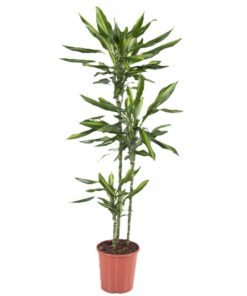 Dracaena Fragrans Cintho 3 stam - Draketre 24 cm