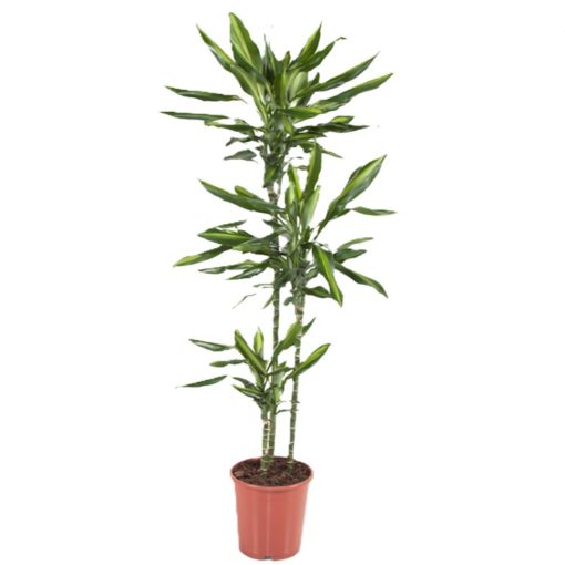 Dracaena Fragrans Cintho 3 stam - Draketre 24 cm