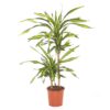 Dracaena Fragrans Riki - Draketre 2 stam