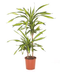 Dracaena Fragrans Riki - Draketre 2 stam