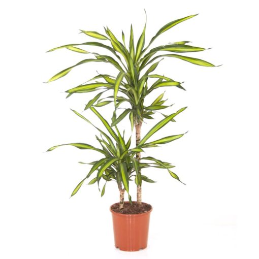 Dracaena Fragrans Riki - Draketre 2 stam