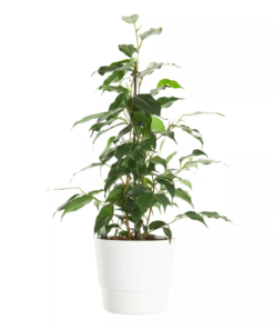 Ficus Benjamina - Bjørkefiken Danielle 17 cm