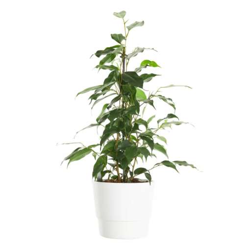 Ficus Benjamina - Bjørkefiken Danielle 17 cm