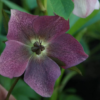 Helleborus - Julerose Orientalis 12 cm