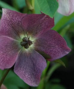 Helleborus - Julerose Orientalis 12 cm