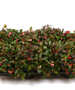 Gaultheria - Bærmyrt 12 cm