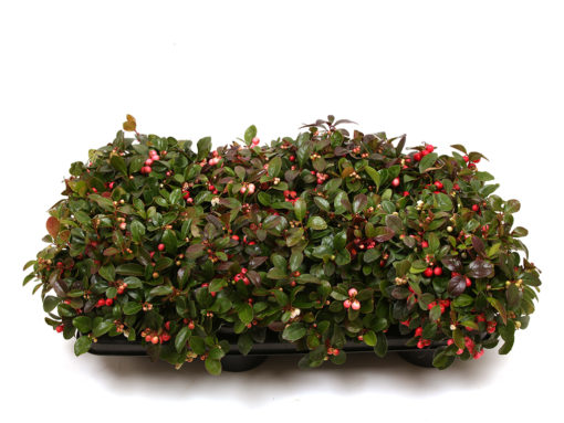 Gaultheria - Bærmyrt 12 cm