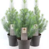 Pinus pinea 'Silver Crest' - Furu 17 cm