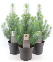 Pinus pinea 'Silver Crest' - Furu 17 cm