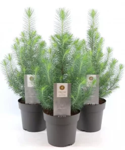 Pinus pinea 'Silver Crest' - Furu 17 cm