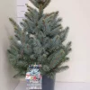 Picea Pungens - Blågran 24 cm