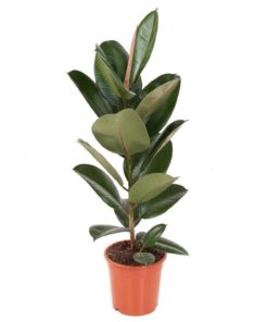 Ficus Robusta - Gummifiken 21 cm