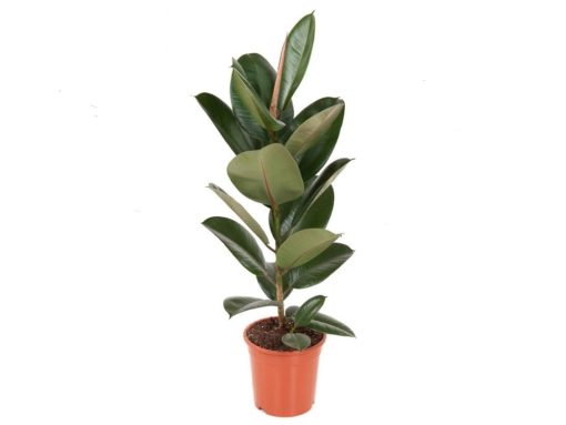 Ficus Robusta - Gummifiken 21 cm