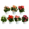 Begonia 12 cm