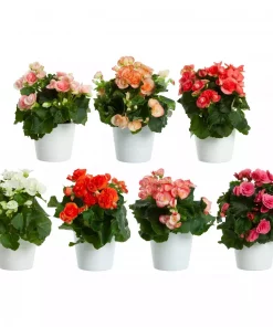Begonia 12 cm