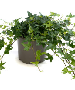 Hedera - Eføy 12 cm lange ranker