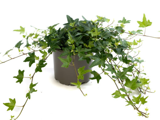 Hedera - Eføy 12 cm lange ranker