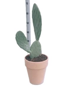 Kaktus Opuntia 21 cm