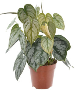 Philodendron Brandtianum 12 cm