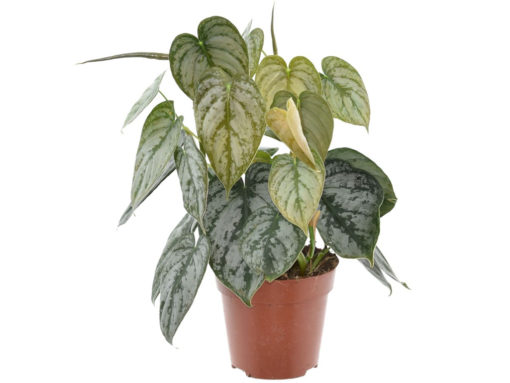 Philodendron Brandtianum 12 cm