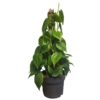 Philodendron Scandens - Treklatrer 15 cm mosstok