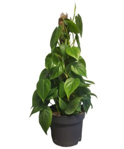 Philodendron Scandens - Treklatrer 15 cm mosstok