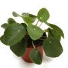 Pilea Peperomiodes - Elefantøre 11 cm