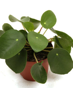 Pilea Peperomiodes - Elefantøre 11 cm